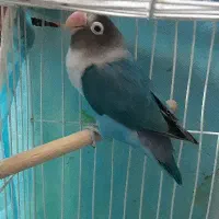 کوتوله ماده سرحال آماده 2تومان