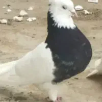کبوتر طوقی تاری