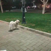 پامر جهت جفت گیری