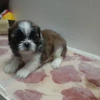 سگ نژاد شیتزو فلت