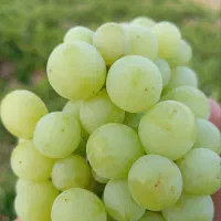 انگور کشمشی بی دانه