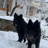 سگ ژرمن جفت