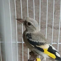 جوجه سهره  دورگ کرمانی