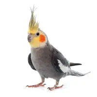 عروس هلندی با قفس و لانه و آبخوری