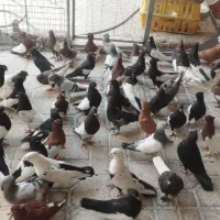 70تا کفتر نر بهبونی