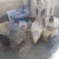 ۲عدد برهما ۳عددجوجه دورگه