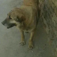 سگ ماده قیمت 2