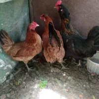 سه عدد مرغ خالص طبیعی تالش