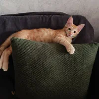 واگذاری گربه dsh نارنجی