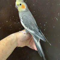 عر‌س هلندی نر بالغ رام سینامون لوتینو آلبینو