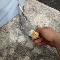 عروس هلندی سخن گو نر