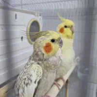 عروس هلندی جفت