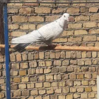 کبوتر