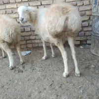 حیوانات مزرعه میش