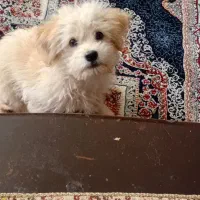 پاپی اصل