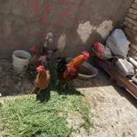 مرغ