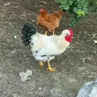 مرغ وخروس باهم