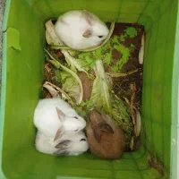 بچه خرگوش فریمان