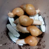 حلزون کلاژن ساز