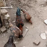 مرغ و خروس لاری