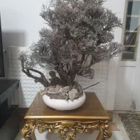درخت بن سای کهنسال