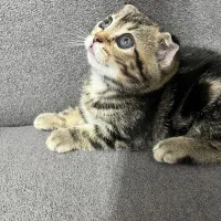 گربه اسکاتیش اصل ببری بلو