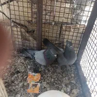 یک جفت سبز کلایی پر پاه زیرو بسته به شرط تخم جوجه