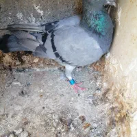 سبز پلاکی