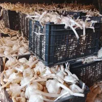 سیر|خوردنی و آشامیدنی|تویسرکان, |دیوار