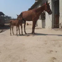 فروش مادیون باکره