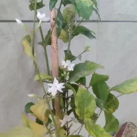 چایخانه قهوه خونه  قلیان با چای 135 با معسل یکویک