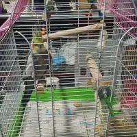 طوطی عروس هلندی نر