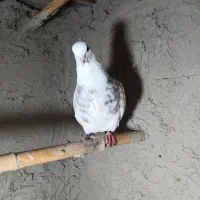کبوتر|پرنده|گنبد کاووس, |دیوار