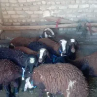 بره ماده شیشک