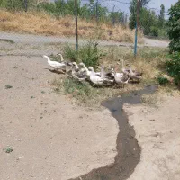 غاز‌ قو‌ ده‌ عدد‌