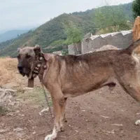 سگ اصیل|سگ|علی‌آباد کتول, |دیوار
