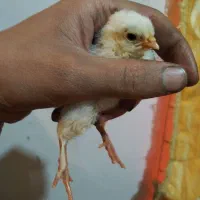 جوجه برهما لایت