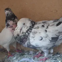 کفتر