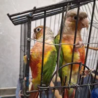 طوطی گرینچیک آناناسی