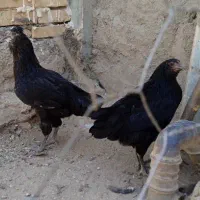 گلین|حیوانات مزرعه|فارسان, |دیوار