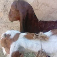 یک جعفت بزغاله شیری
