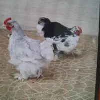 مرغ و خروس کوشین ،جوجه و نیمچه کوشین