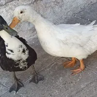 مرغابی بالغ
