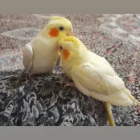 عروس هلندی
