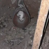 کفتر|پرنده|ساوه, |دیوار