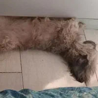 واگذاری سگ شیتزو