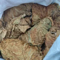 برگ زرد|گل و گیاه طبیعی|اسیر, |دیوار