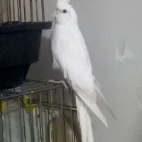 عروس هلندی ماده