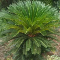 فروش سیکاس و برگ سیکاس