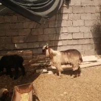 بز بیگ نر